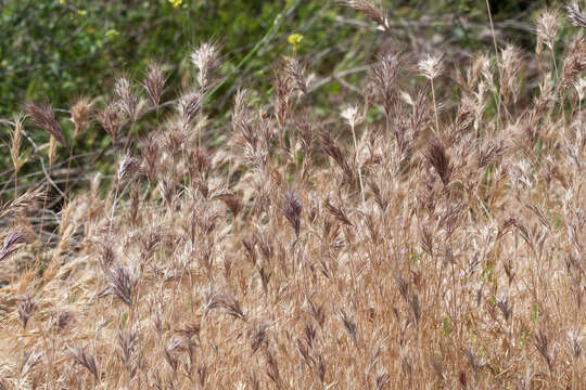 Image of red brome