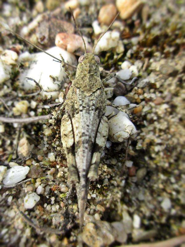 Image of blue-winged grasshopper