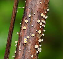 Слика од Lachnum pteridophyllum (Rodway) Spooner 1987