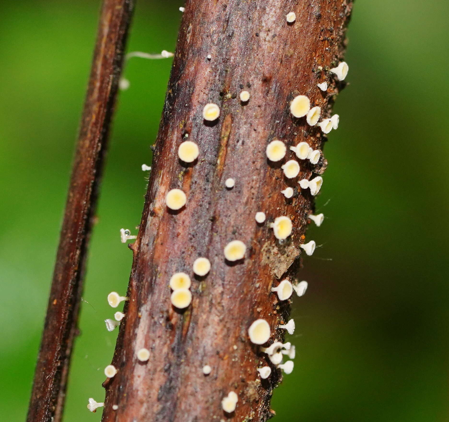 Слика од Lachnum pteridophyllum (Rodway) Spooner 1987