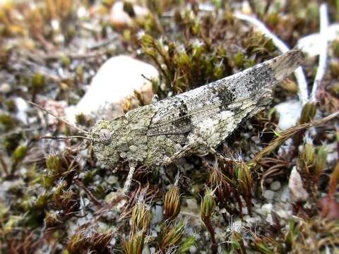 Image of blue-winged grasshopper