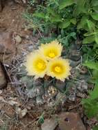 Image of Thelocactus rinconensis subsp. rinconensis