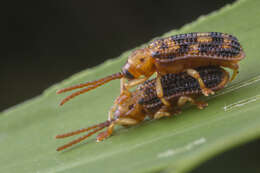 Image of Gonophora pulchella Gestro 1888