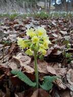 Image of oxlip