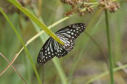 Image of Tirumala septentrionis