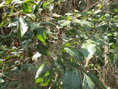 Image of Rusty Lyonia