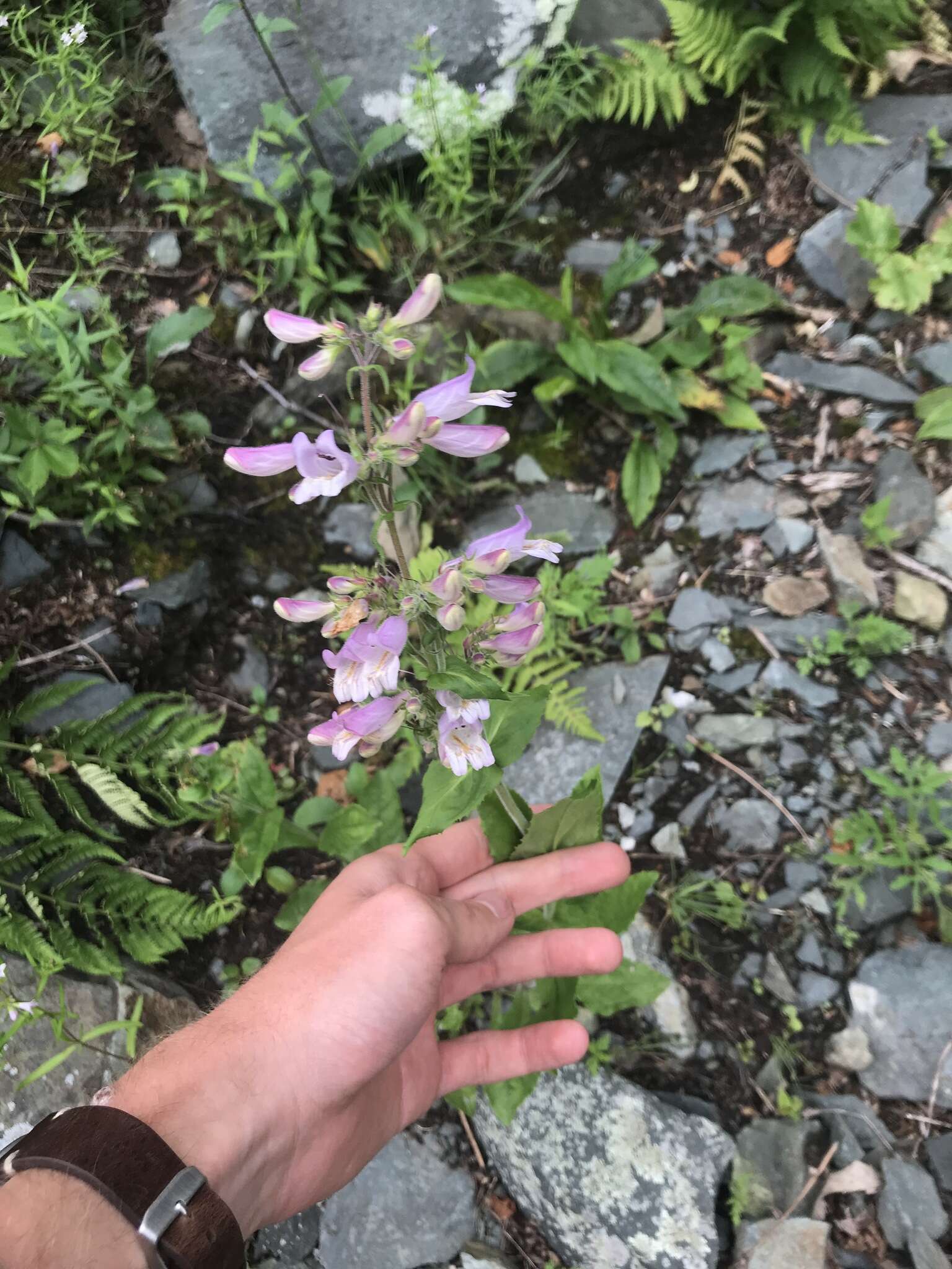 Penstemon canescens (Britt.) Britt. resmi