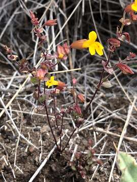 Image of Erythranthe serpentinicola