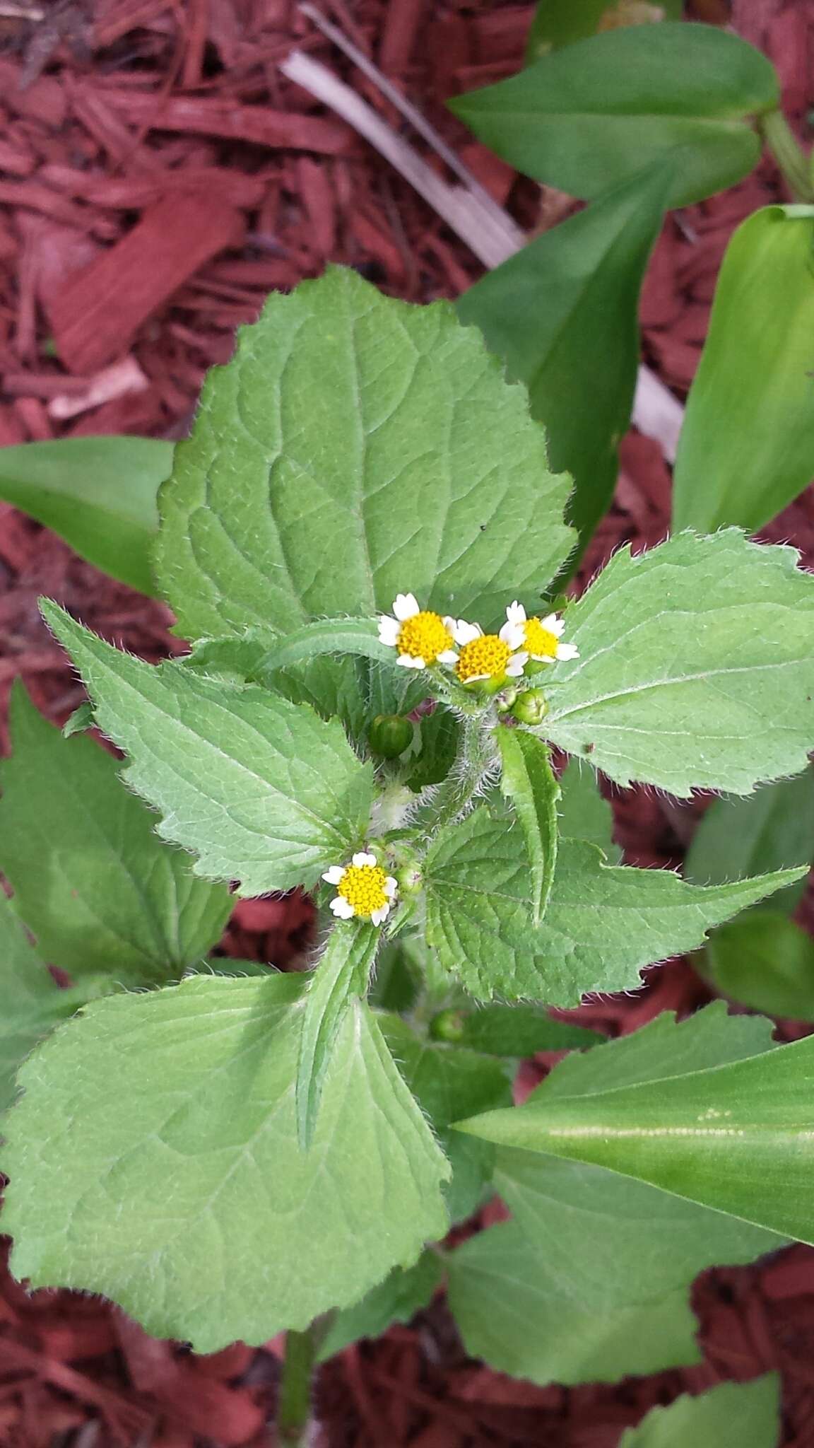 Image of Smooth peruvian daisy