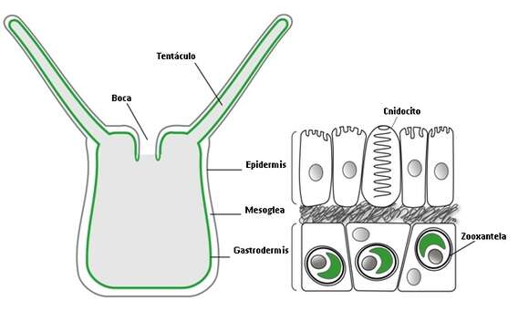 Image of Zooxanthellae