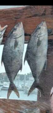 Image of Almaco Amberjack