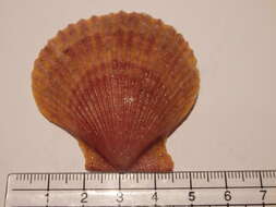 Image of austral scallop