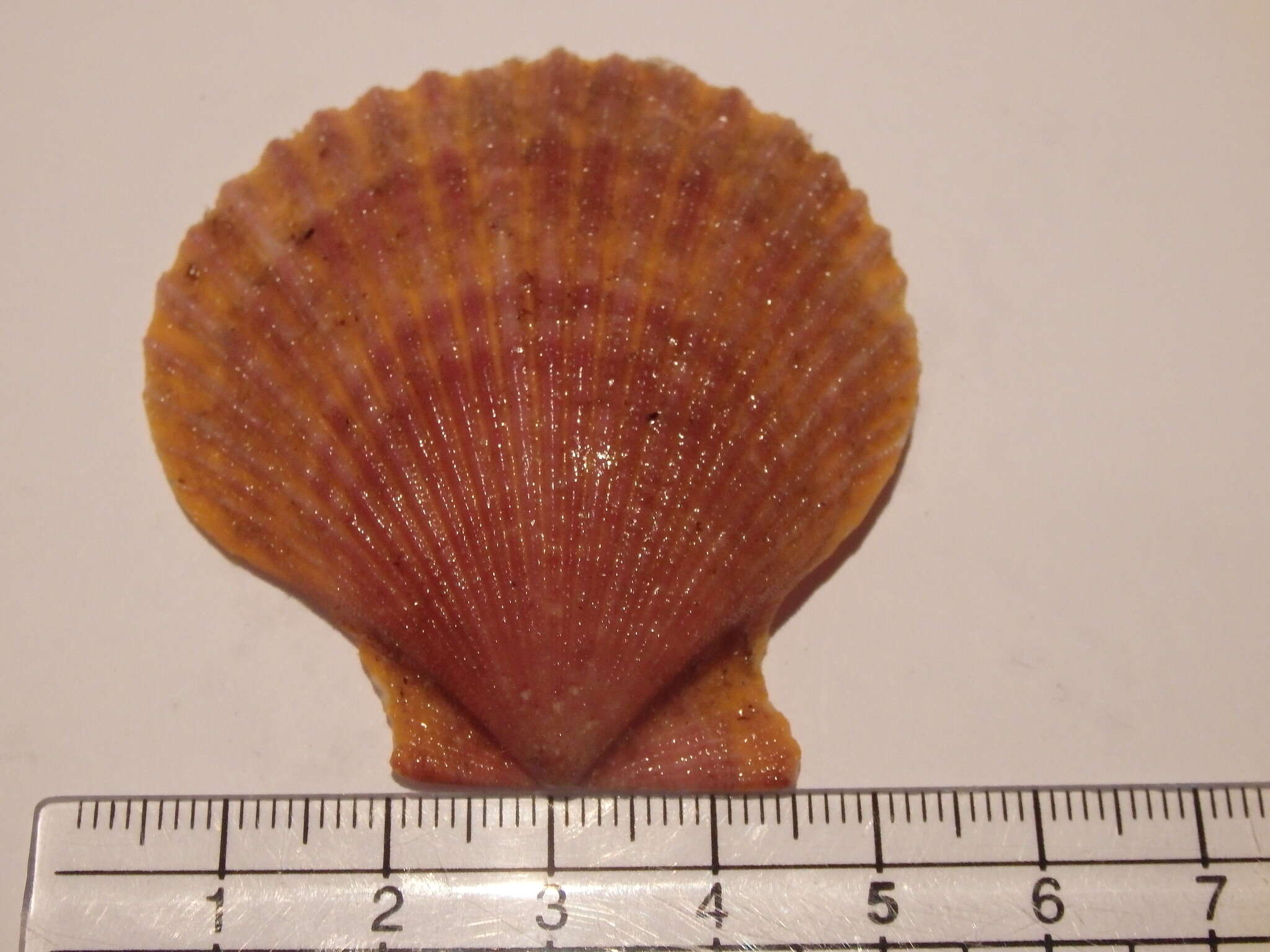 Image of austral scallop