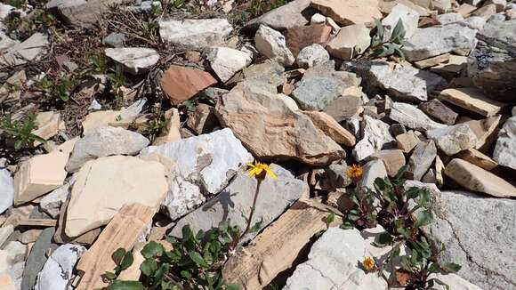 Image of northwestern groundsel