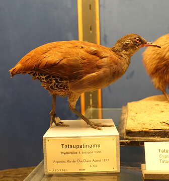 Image of Tataupa Tinamou