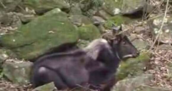 Image of Sumatran serow