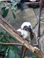 Image of cotton-top tamarin