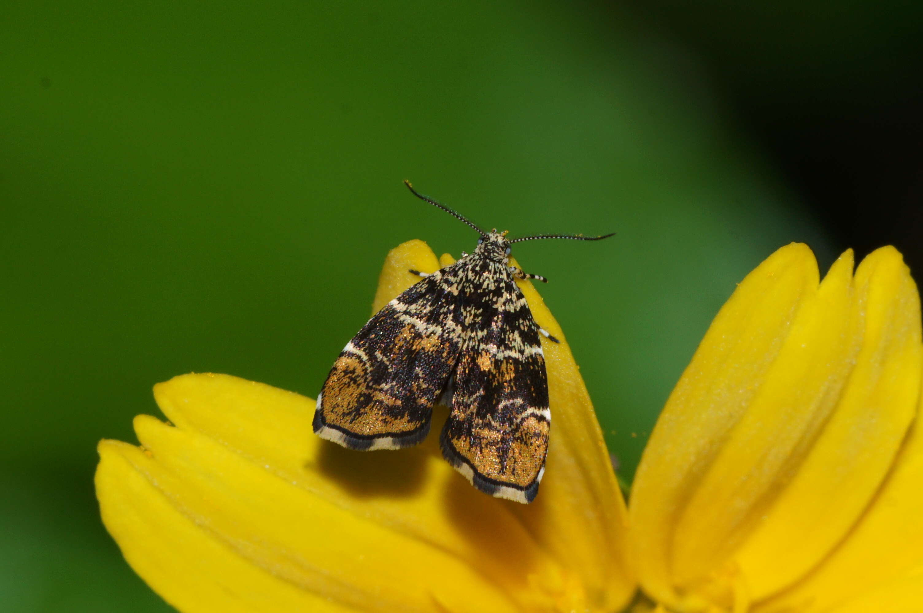 Image of Choreutis