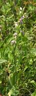 Image of Bee orchid