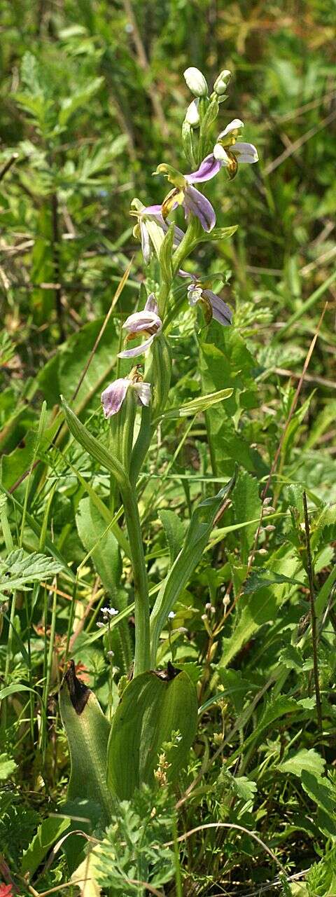 Image of Bee orchid