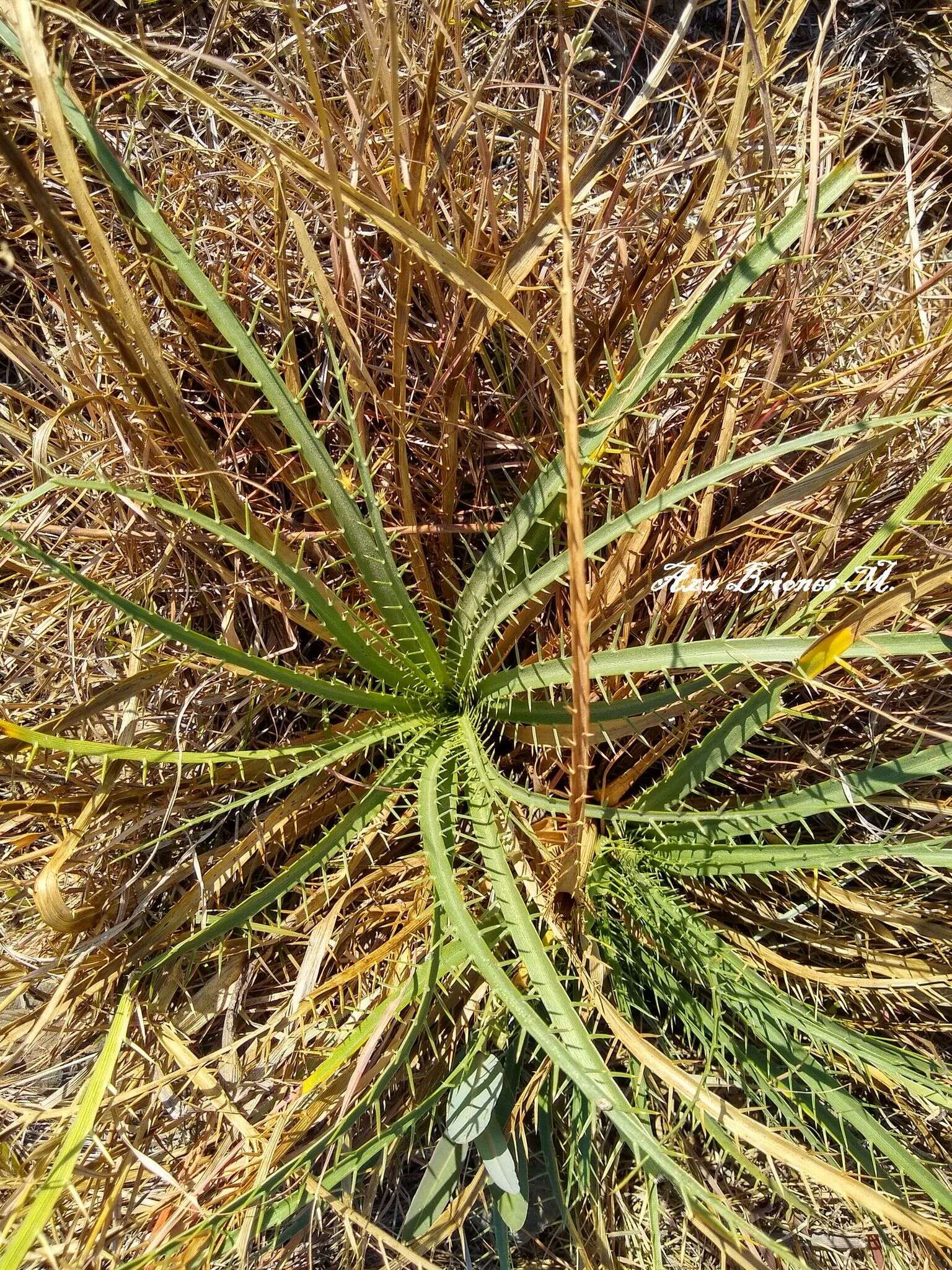 Imagem de Eryngium longifolium Cav.