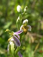 Image of Bee orchid