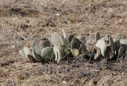 صورة Opuntia basilaris var. basilaris