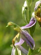 Image of Bee orchid