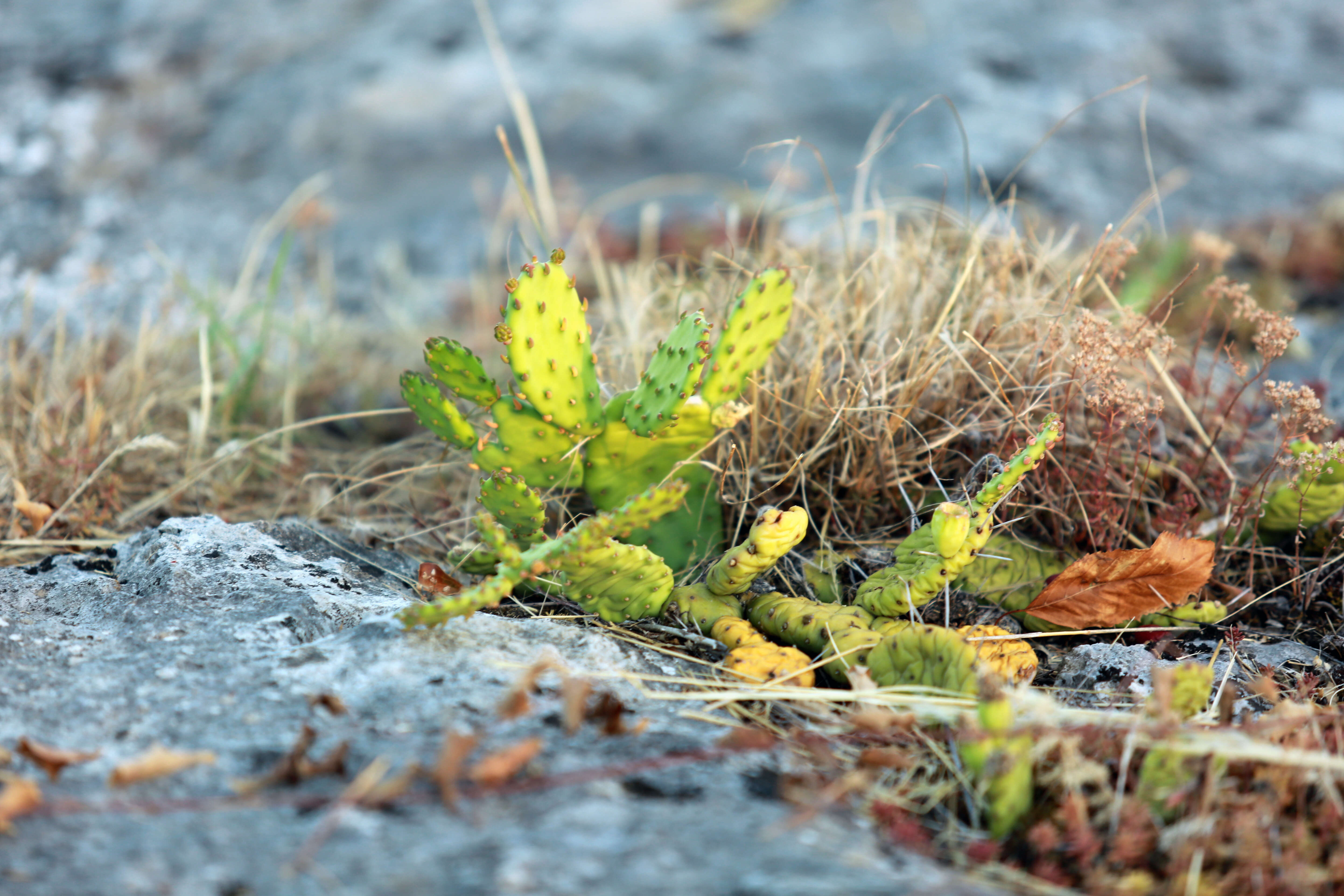 Image of Eastern Prickly Pear