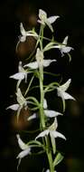 Image of lesser butterfly-orchid