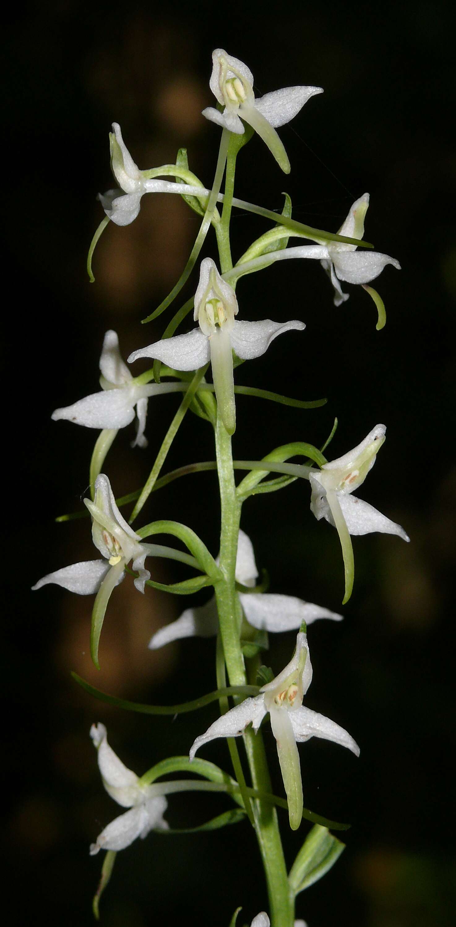 Image of lesser butterfly-orchid