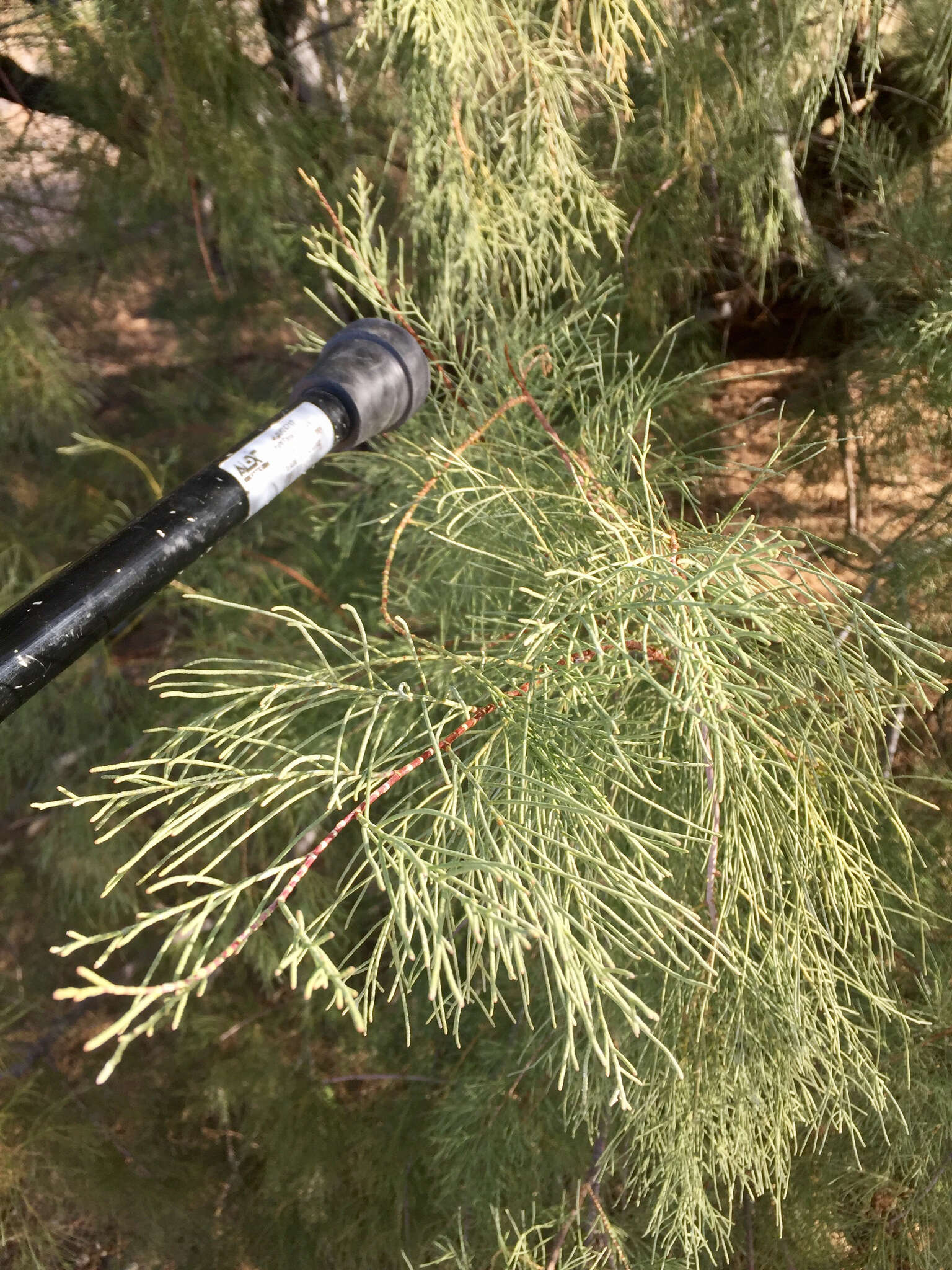 Image of Athel tamarisk