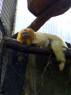 Image of Golden Lion Tamarin