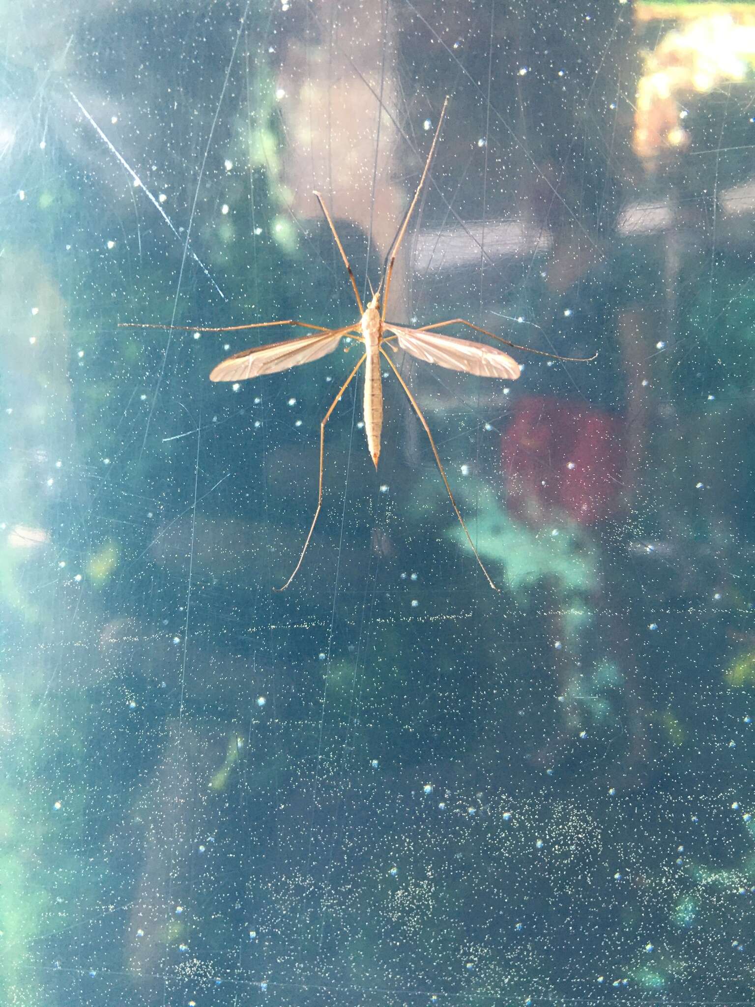 Image of Marsh crane fly