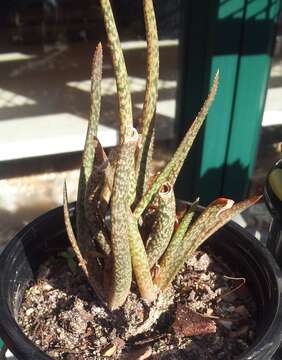 Image of Aloe albiflora Guillaumin
