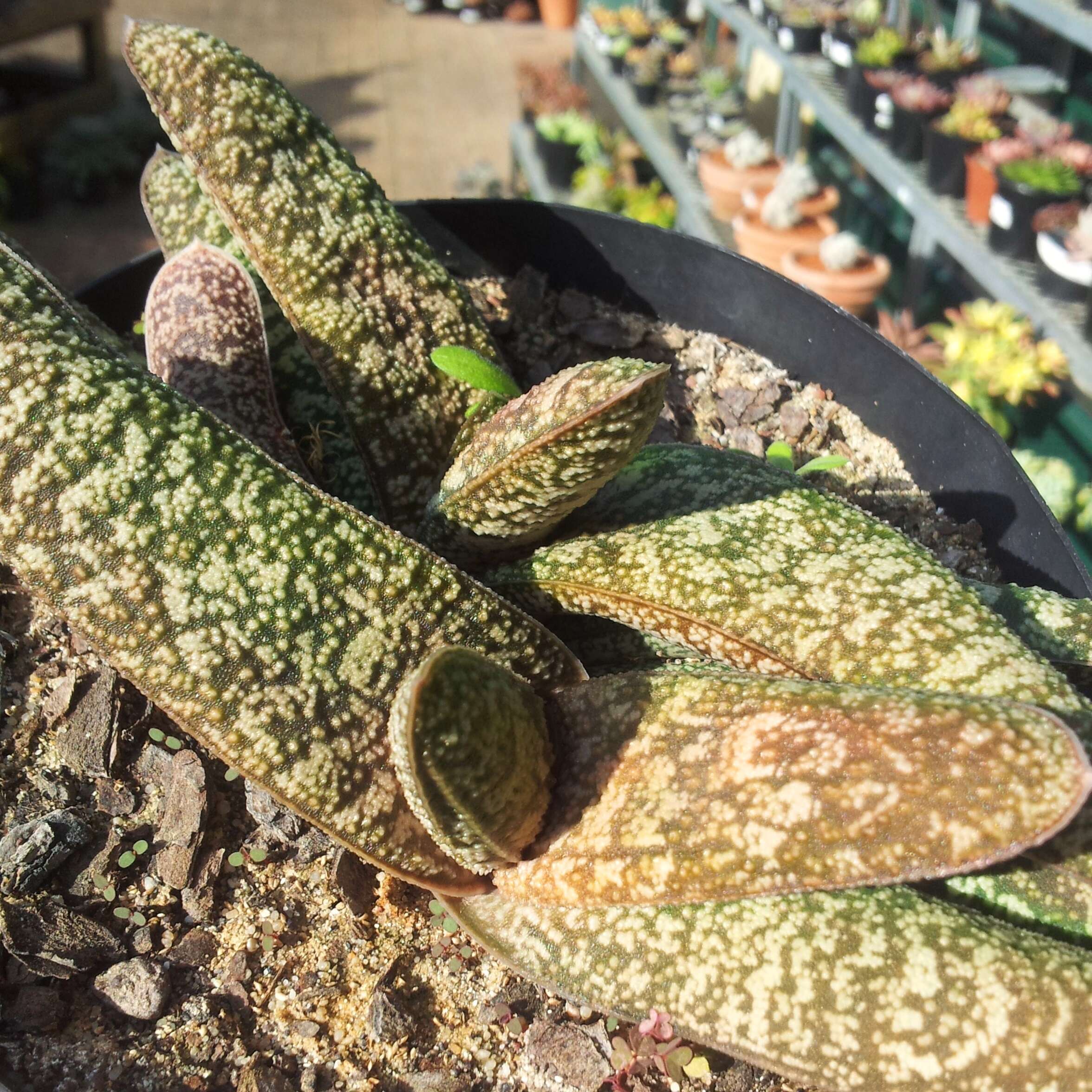 Image of Gasteria batesiana G. D. Rowley