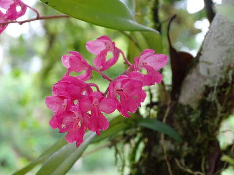 Image of Rodriguezia lanceolata Ruiz & Pav.