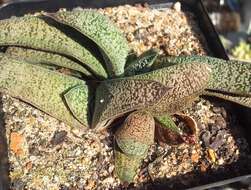 Image of Gasteria ellaphieae van Jaarsv.