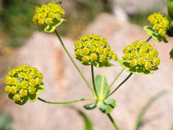 Sivun Bupleurum stellatum L. kuva