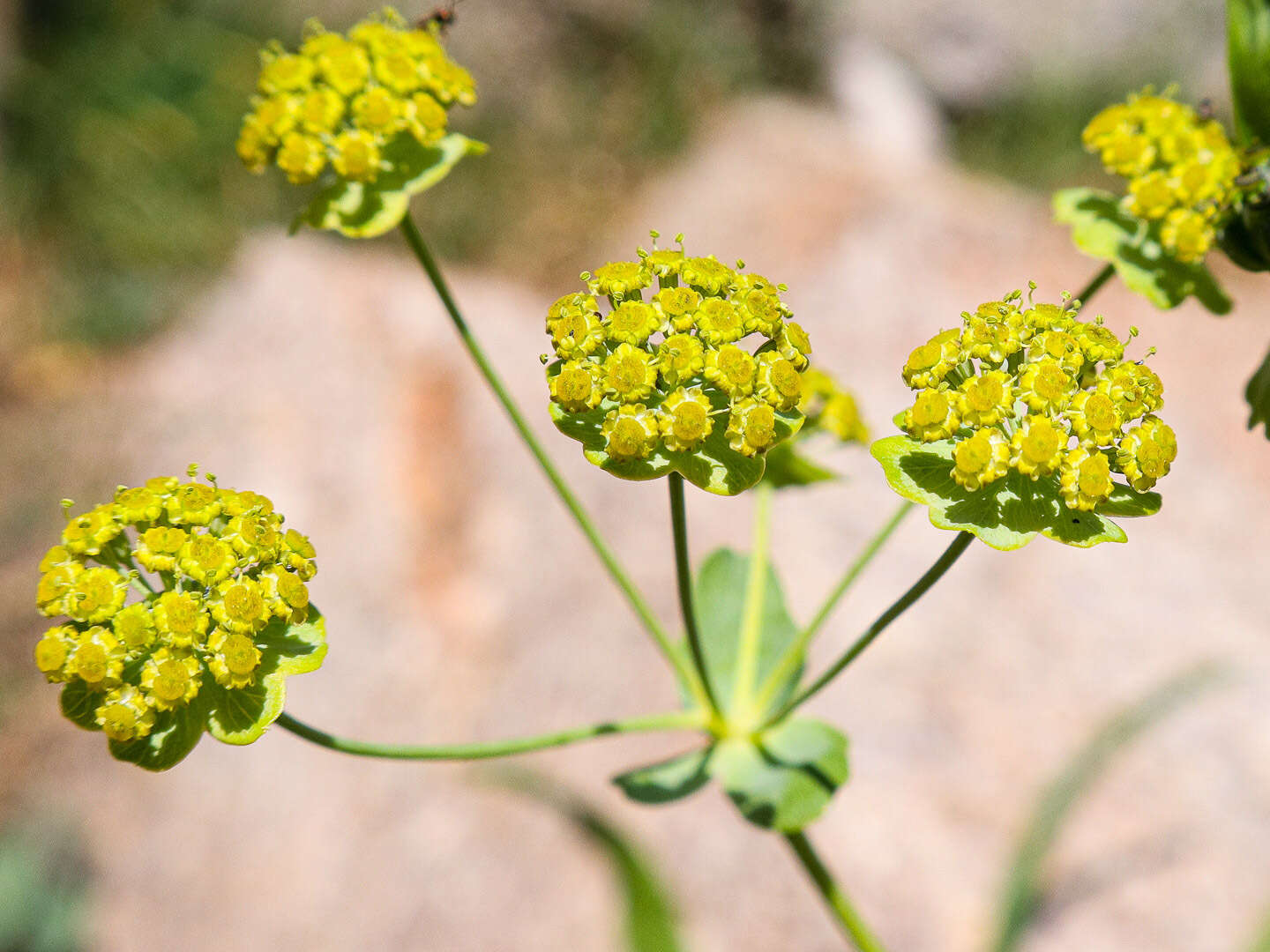 Sivun Bupleurum stellatum L. kuva