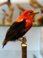 Image of Crimson-hooded Manakin