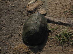 Image of Indian black turtle