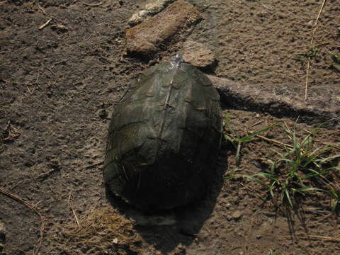 صورة Melanochelys