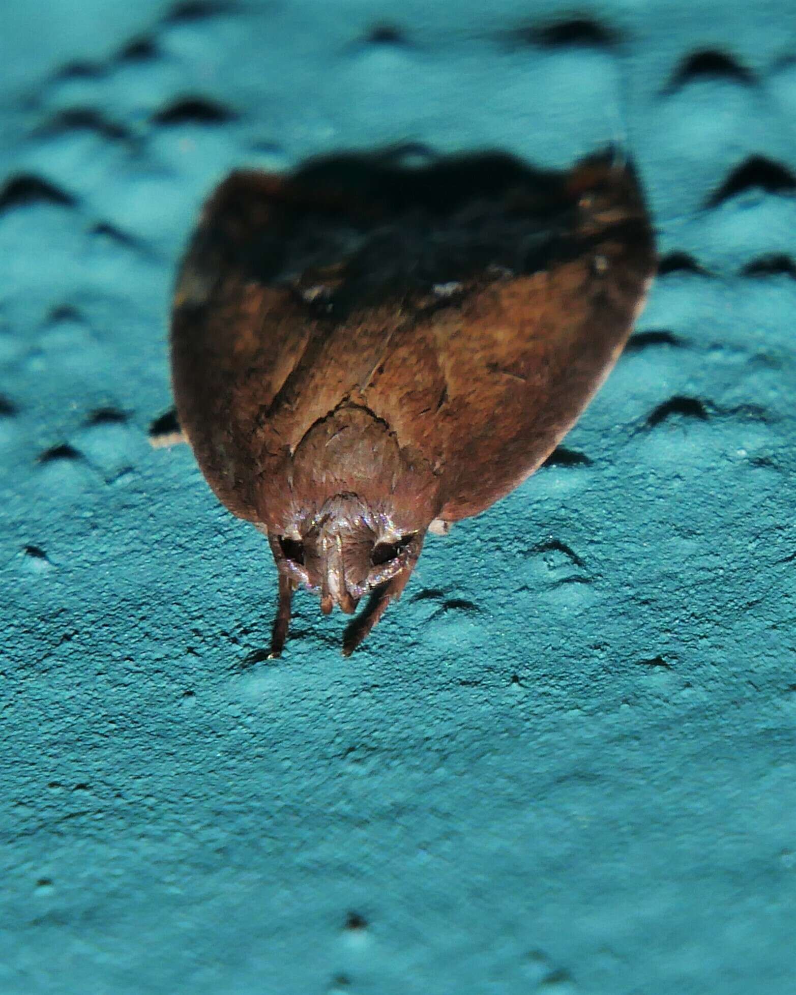 Image of Parocystola leucospora Turner 1896