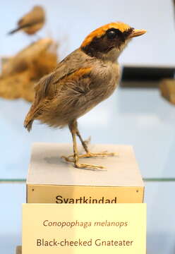 Image of Black-cheeked Gnateater