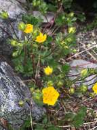 Слика од Potentilla crantzii (Crantz) Beck