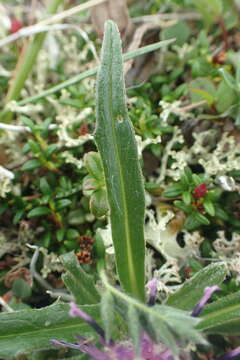 Saussurea kamtschatica V. Yu. Barkalov的圖片