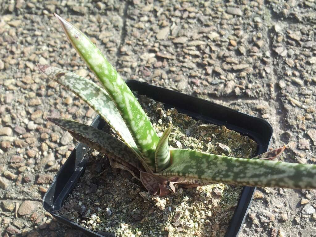 Image of Gasteria pulchra (Aiton) Haw.