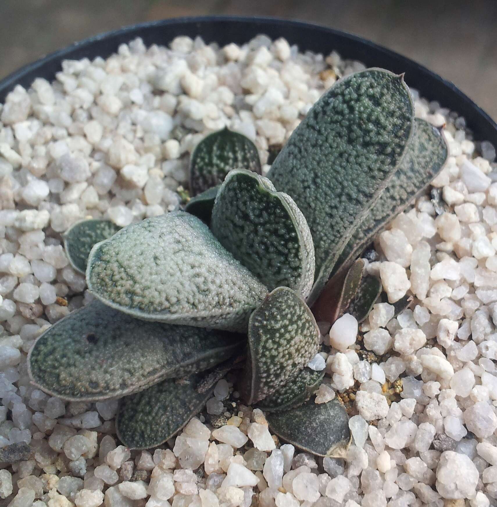 Image of Gasteria baylissiana Rauh