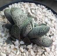 Image of Gasteria baylissiana Rauh